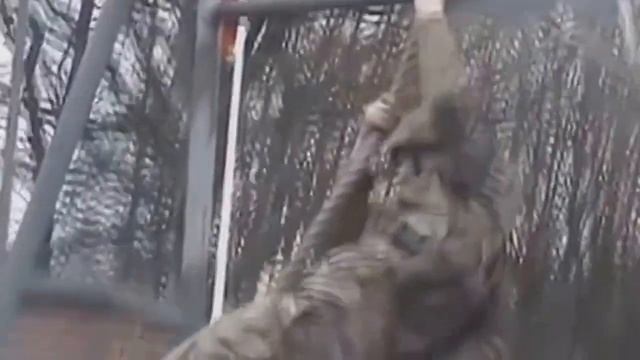 Супер приколы в европейской армии смотреть онлайн