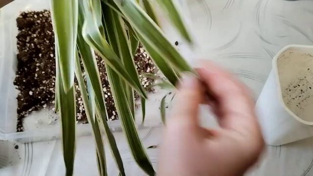 Пересадки: диффенбахия и хлорофитумы. смотреть онлайн