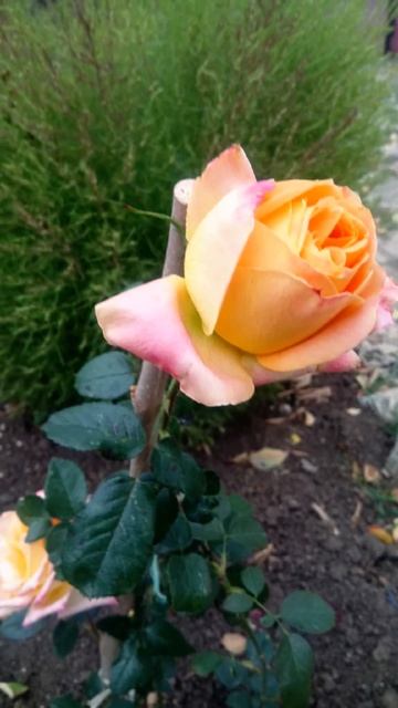 ГЛОРИЯ ДЕЙ(клаймбер) 🐞 🥀🕸️🌹🦋🐝ЖЮЛИ АНДРИЕ(клайм?