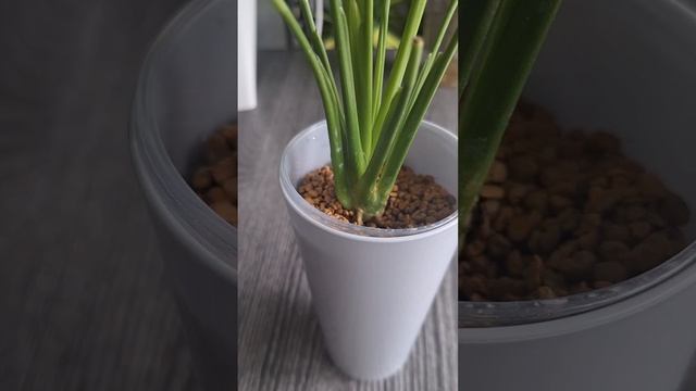 Первые изменения после реанимации у спатифиллума смотреть онлайн