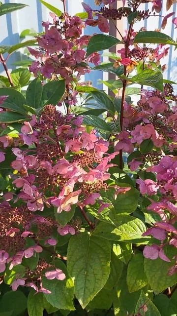 Гортензия метельчатая Вимс Рэд 2023г смотреть онлайн