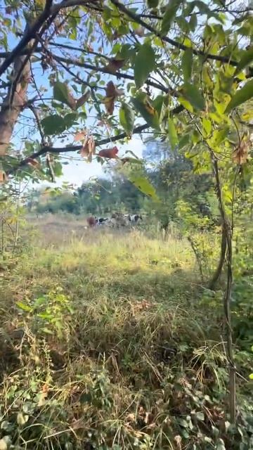 Где-то в Курской области смотреть онлайн