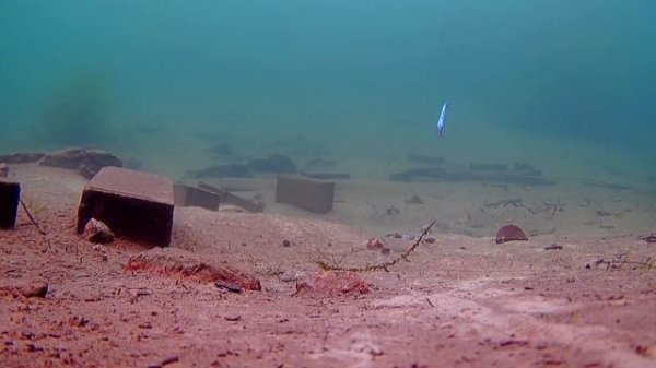 ECOPRO Nemo Slim. Ловит всех: судак, окунь, форель. Широкая лин?