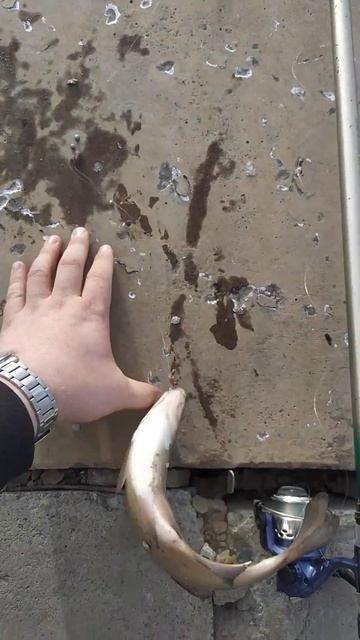 Первый весенний лещ #рыбалка