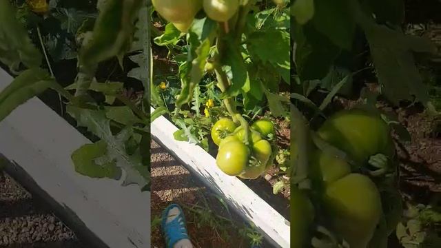 Смешанные посадки, огурцы и помидоры ОГ смотреть онлайн