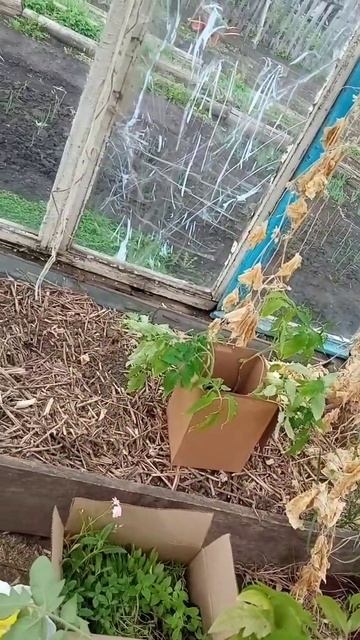 Привезли рассаду... смотреть онлайн