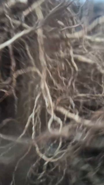 ОКС Цвети Чувашия #гортензия #ваниллафрайз #стровберр? смотреть онлайн