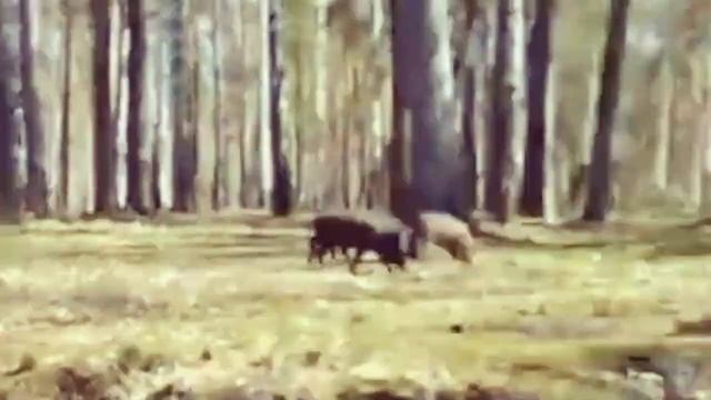 Приколы, неудачи, невероятные уловы и необычные случа?