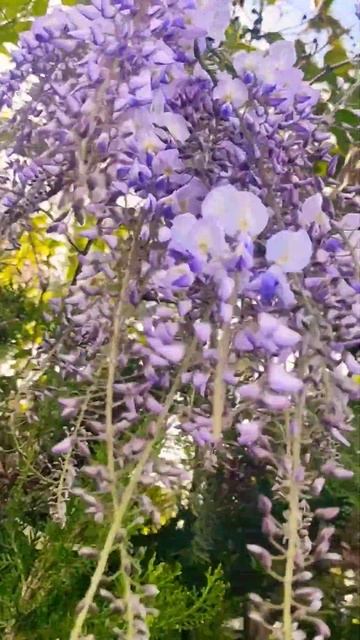 Глициния обильно цветет весной в Сочи смотреть онлайн