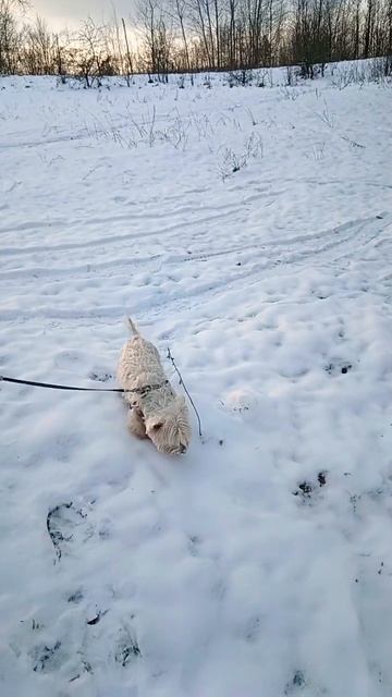 🙂🏕️🐕БЕЛАРУСКАЯ ЗИМА 2025.7ФЕВРАЛЯ НА БРАСЛАВСКИХ ОЗ? смотреть онлайн