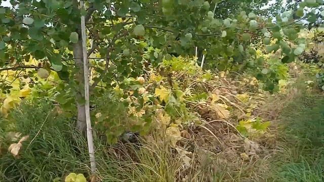 Борьба с борщевиком как действует химия