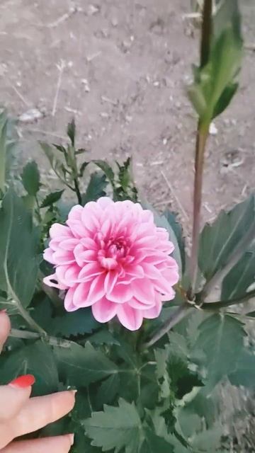 ЖОРЖИНИ #италия #овощи #dana #дана #квіти #сад