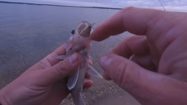 РЫБАЛКА НА СУДАКА В СЕНТЯБРЕ. НАСАДИЛ ТЮЛЬКУ НА ДОНКИ. КРЮЧКИ В ШАХТЕ смотреть онлайн