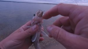 РЫБАЛКА НА СУДАКА В СЕНТЯБРЕ. НАСАДИЛ ТЮЛЬКУ НА ДОНКИ. КРЮЧКИ В ШАХТЕ