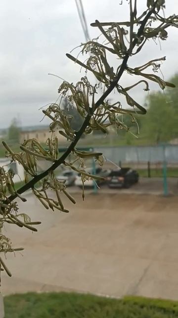 И СНОВА ЦВЕТЕТ ТЕЩИН ЯЗЫК (ЩУЧИЙ ХВОСТ) (САНСЕВИЕРИЯ, San смотреть онлайн