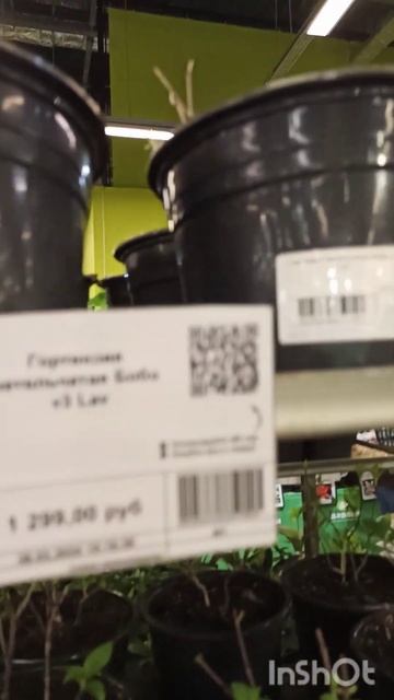 ДАРВИН. Ассортимент и цены метельчатых гортензий. смотреть онлайн