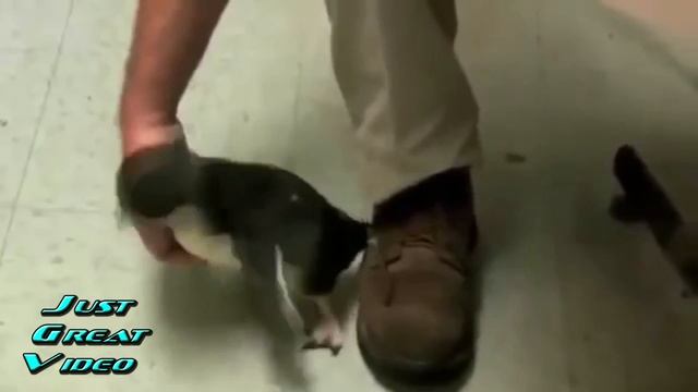 УБОЙНЫЕ ПРИКОЛЫ Подборка Лучших Приколов Июнь 2016 Приколы 18+ Угар Жесть Ржач смотреть онлайн