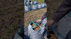 Голубика Калипсо , высадка 1га. Сверхурожайность, секр?