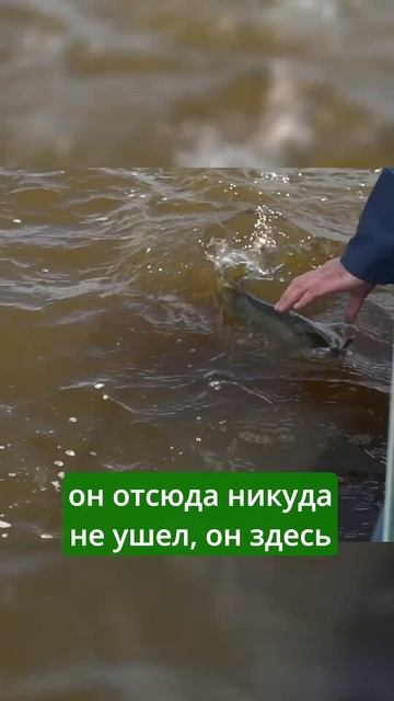 ОЧЕНЬ МНОГО ЖЕРЕХА!!! СЕКРЕТ В ВИДЕО #norstream #fishing #рыбалк смотреть онлайн