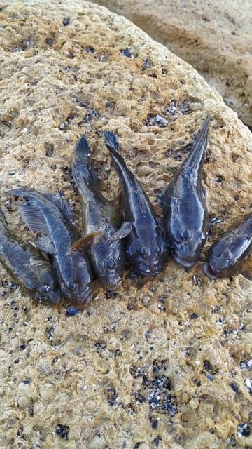 Рыбалка Черное море 29 марта 2024 года клюнуло 6-ть бычков