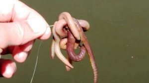 Как ловить налима осенью