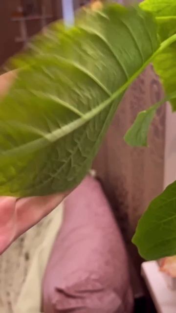 Болезни рассады и как лечить🌱 В описании рецепт 🍅🌱