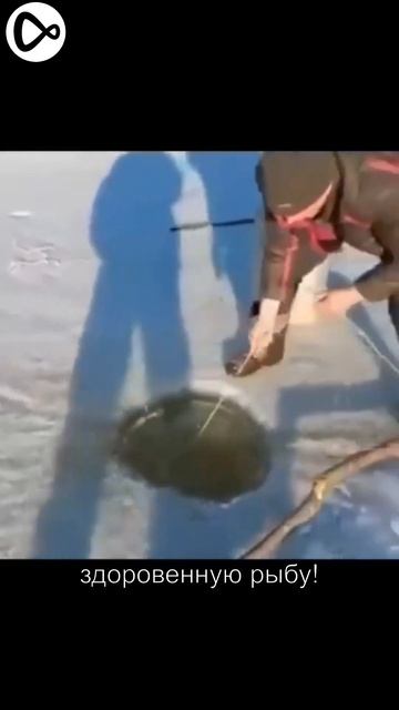 рыбалка смотреть онлайн