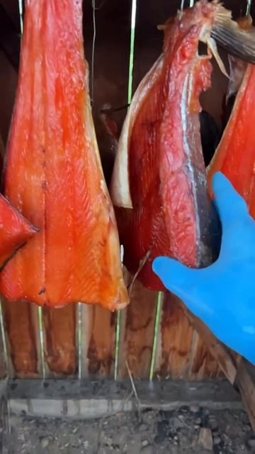 Камчатка 2024 день -16 Чавыча #камчатка #fishing #ярик_рыбак #ч смотреть онлайн