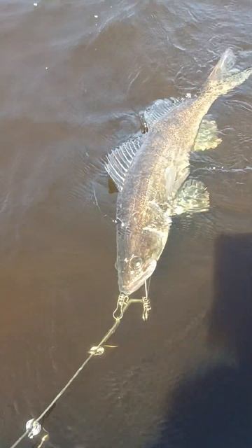 БАНДИТ ПОСТРАДАЛ ОТ СУДАКА #shorts #fishing #рыбалка #озеро