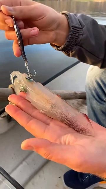 Первый раз ловим такое… Кальмар! #shorts смотреть онлайн