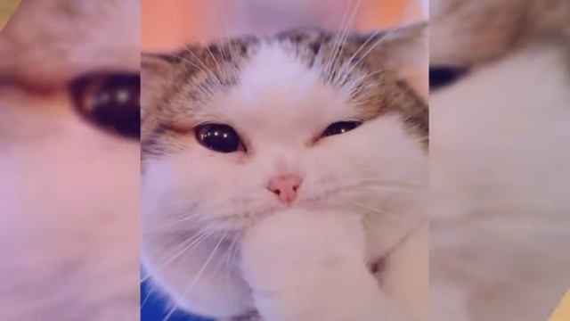 Монтировка Видоса