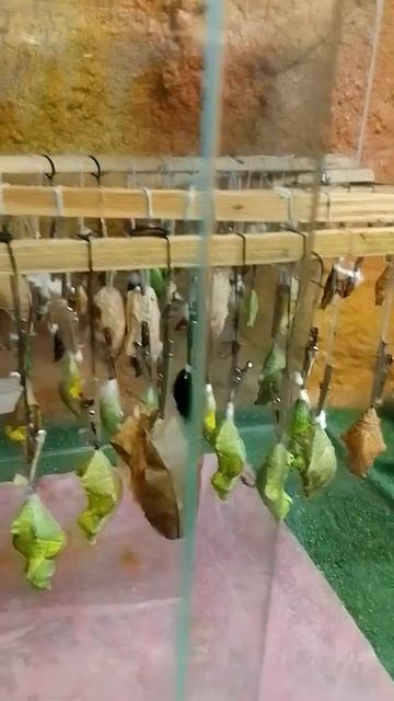 Как вырастить бабочку дома. Живые бабочки в Анапе Куко смотреть онлайн