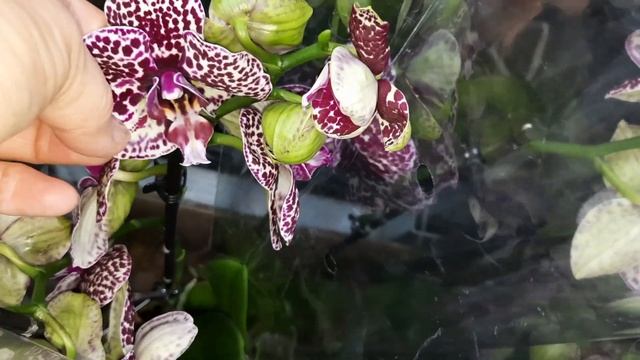 ЗАВОЗ ОРХИДЕЙ В "РОСТОК".ЕСТЬ СКИДКИ. //01 06 24// смотреть онлайн