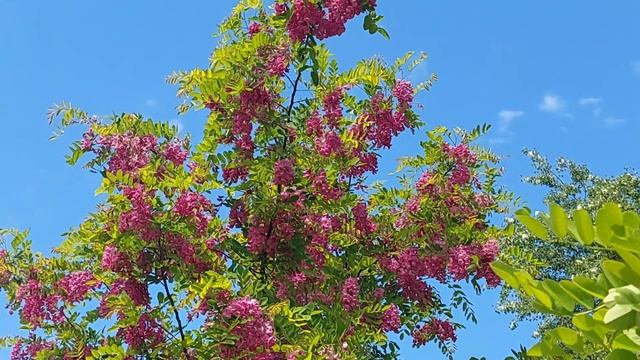 Экзотические растения в Черкассах