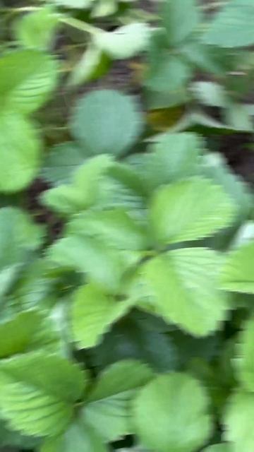 #клубника#дом#лето#сорняки#работа#кайф#огород смотреть онлайн