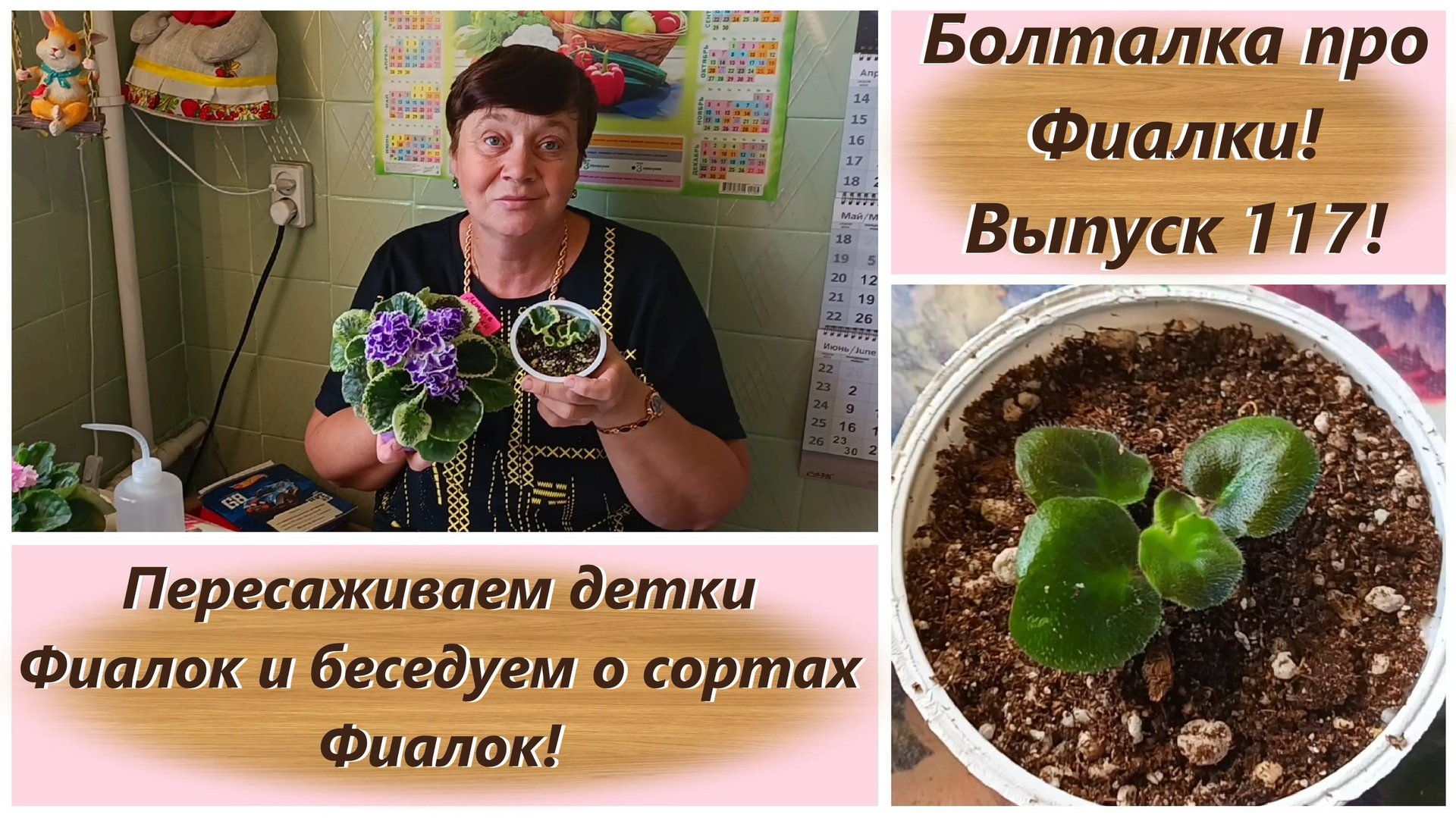 Болталка про Фиалки! Выпуск 117! Пересаживаем детки Фиалок и беседуем о сортах Фиалок! смотреть онлайн