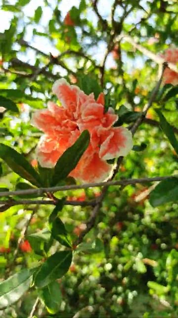 Цветение граната. Парк южные культуры. Адлер