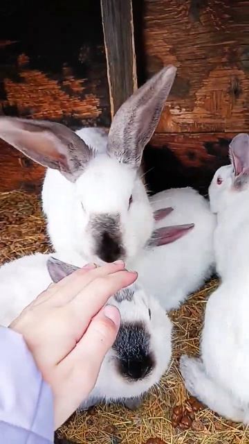 А вы знали, что у кроликов могут быть красные глаза? смотреть онлайн