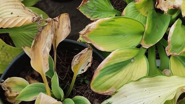 Конец  октября . Как выглядят мои хосты  в грунте и в го?