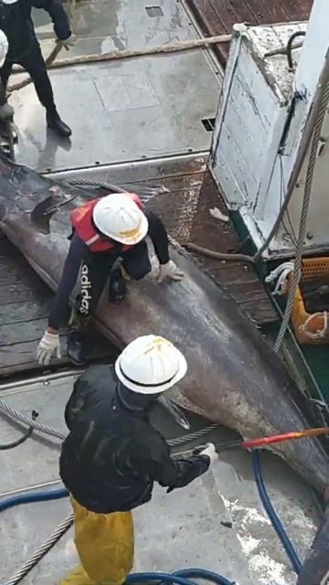 Голубой Марлин смотреть онлайн