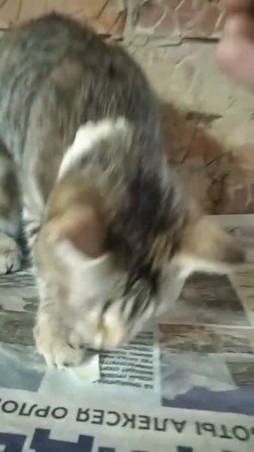 Рыся капусту есть смотреть онлайн