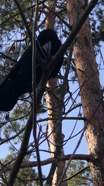 Едят даже орехи смотреть онлайн