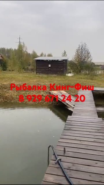 Открытие форелевого сезона в Подмосковье. смотреть онлайн