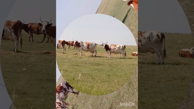 Летние воспоминания смотреть онлайн
