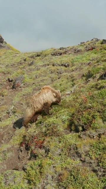 Медведи в Долине Великанов 🐻🔥📍 Камчатка смотреть онлайн