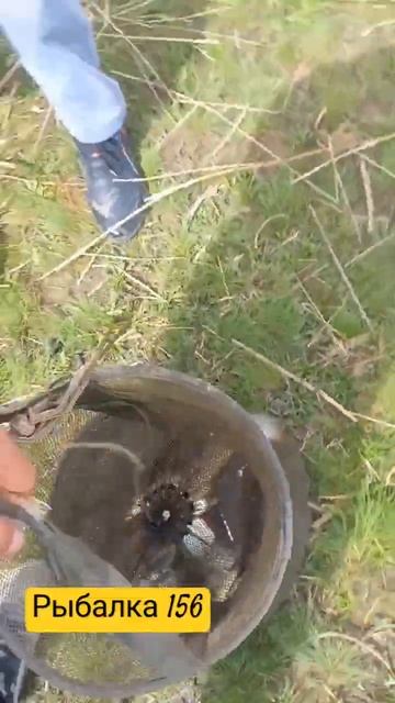 Итоги рыбалки. Открытие Фидерной ловли. #рыбалка