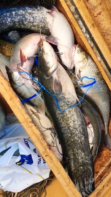 ПУШЕЧНАЯ РЫБАЛКА#fishing#море#2024#рыбы#рыбалка#рыба#shorts#short