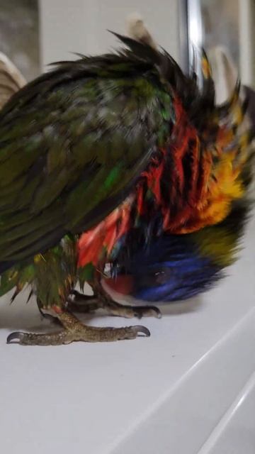 🦜 КАК ЧИСТИТ СВОИ ПЕРЬЯ ПОПУГАЙ смотреть онлайн