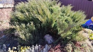 Весенняя стрижка можжевельника казацкого