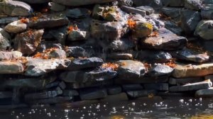 Пруд с водопадом | каскад в пруду